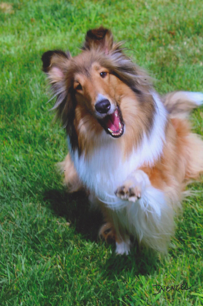 American cheap collie dog